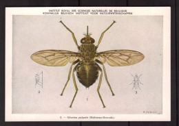 Insectes - Glossina Palpalis - CPA N° 8 - Institut Royal De Belgique - Vecteurs D'infections Au Congo Belge - Insects