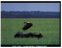 (399) Australia - NT - Water Buffalo And Crane - Sin Clasificación