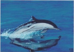 Dolphin -    Go-card.  Denmark  # 01696 - Delfines