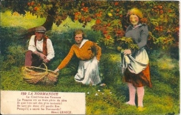 Postcard (Ethnics) -  France La Normandie La Cueillette Des Pommes - Zonder Classificatie