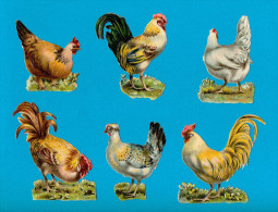 LOT 6,  DECOUPIS  ANCIENS GAUFRE, ANIMAUX DE LA FERME, LES COQS, POULE, EX  ETAT,  JAME COLLE, PLUS GRANDE Ca 9.5 X 8 Cm - Animales