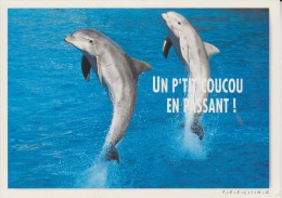 DAUPHINS - Un P'tit Coucou En Passant ! - Zone Bleue - Photo G. Laez - Sunset - 2 Scans - - Delfines