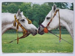 Horse Chevaux Pferd/ Stud Janow Podlaski / Arabian Horse  Kaw Poland - Horses