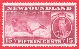 Newfoundland #  239 - 15 Cents - Mint - Dated  1937 - Harp Seal Pup /  Bébé Phoque - 1908-1947
