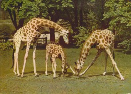 GIRAFES D'AFRIQUE - Parc Zoologique De Paris - Flamme Faubourg Saint Antoine 1968 - 2 Scans - - Girafes