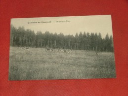 LIBIN  -  Un Coin Du Parc -  Chevreuils   -  Domaine De Roumont - Libin