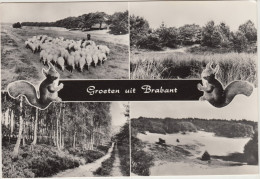 Groeten Uit Brabant : Eekhoorn, Zandverstuiving, Herder Met Kudde Schapen - Nederland/Holland - Otros & Sin Clasificación