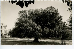 Algérie : Sfisef (ex Mercier Lacombe) L'Arbre De Fer (Pistachier Arbre Remarquable) N°34/702 Coll Batty - Arbres