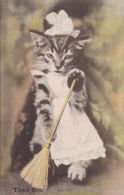 CAT WEARING MAIDS UNIFORM AND WITH BRUSH - Cats