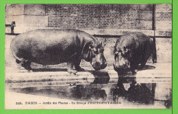 UN GROUPE D'HIPPOPOTAMES AU ZOO DU JARDIN DES PLANTES / .... Carte écrite En 19?? - Ippopotami