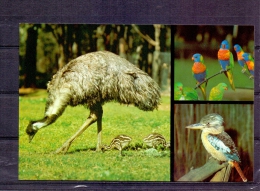 Australia -  Emu With Chicks  (RM4292) - Straussen- Und Laufvögel