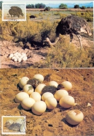 South West Africa -  Maltahöhe 15/3/1985  (RM4296) - Straussen- Und Laufvögel