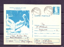 Posta Romana - Animale Ocrotite De Lege In Romania - Cluj Napoca 1/9/1984  (RM4390) - Pélicans