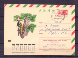 Noyta CCCP - Weissruckenspecht - Valmiera 1985  (RM4813) - Specht- & Bartvögel