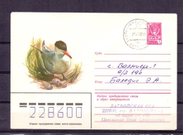 Noyta CCCP -    (RM4935) - Seagulls