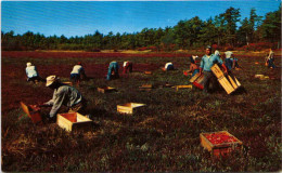 Cranberry Picking Time - Cape Cod, Mass. - Cape Cod