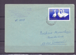 Polska - Dzierzoniow (RM5515) - Gänsevögel