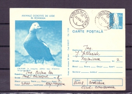 Posta Romana - Califari -  Animale  Ocrotite De Lege   - Cluj Napoca 1/9/84  (RM5550) - Gänsevögel