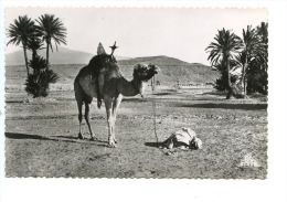 Scènes Et Types : Prière Dans Le Sahara N°2135 (ed Photos Africaines) Dentelée - Westelijke Sahara