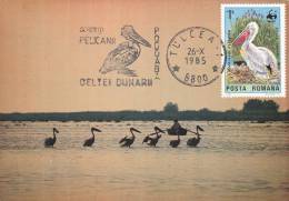 PELICANS,1985,CM,MAXI CARD,CARTES MAXIMUM,ROMANIA - Pélicans