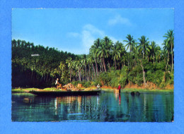 PHILIPPINES Coconut Harvest In Laguna - Philippinen