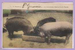 14 --  COCHONS - Pigs