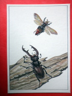 Stag Beetle , Lucanus Cervus - Giant Wasp , Scolia Maculata - Insects - 1987 - Russia USSR - Unused - Insectes