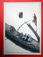 Rosalia Longicorn , Rosalia Alpina - Callophrys Mystaphia - Insects - 1987 - Russia USSR - Unused - Insectos