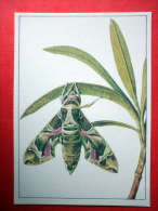 Oleander Hawk-moth , Daphnis Nerii , Deilephila Nerii - Insects - 1987 - Russia USSR - Unused - Insects