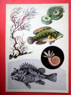 Sea Anemone - Rockfish - Cystoseira - Spirorbis - Marine Life - 1979 - Russia USSR - Unused - Fish & Shellfish