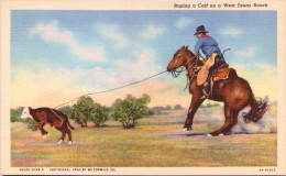 Roping A Calf On A West Texas Ranch - Sonstige & Ohne Zuordnung
