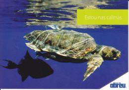 CPM TORTUE DES ACORES - Tortugas