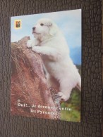 CPM  Humoristique« Ouf ! Je Découvre Enfin Les Pyrénées» Chien Saint-Bernard Chiot  Des Pyrénées édition Arg - Escalade