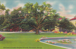 Georgia Savannah Old Oak In Candler Hospital Grounds - Savannah