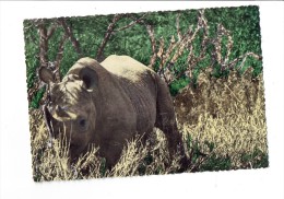 RHINOCEROS - Carte Africaine - N°311 - - Rhinocéros