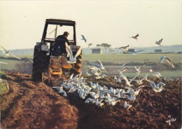 CPM Datée 1981 TRACTEUR En Bretagne Creusant Un Sillon - Mouettes - Labours - Paysan - Traktoren