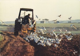 CPM Datée 1981 TRACTEUR En Bretagne Creusant Un Sillon - Mouettes - Labours - Paysan - Tracteurs