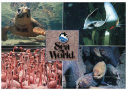 (PF 650) Sea World - Sea Turtle - Tortues