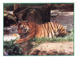 (PF 650) Tiger - Tigres