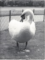 PHOTO  CYGNE - Other & Unclassified