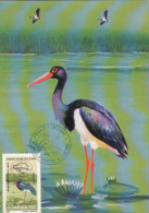 BIRD, BLACK STORK, CM, MAXICARD, CARTES MAXIMUM, OBLIT FDC, 1999, ROMANIA - Storchenvögel