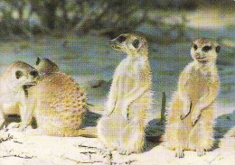 Namibia, SWA, Mangos - Mangoose - Meerkatte, Circule Non-mint - Namibie