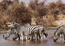 Namibia, SWA, Zebras - Zebra, Circule Non-mint - Namibia