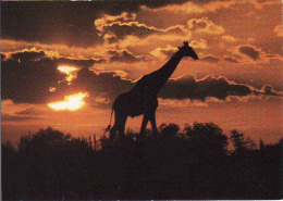 Namibia, SWA, Giraffe, Circule Non-mint - Namibia