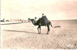 ALGERIE OUARGLA  MEHARISTE 1953 - Ouargla