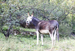 (N54-095  )  Anes Esel Donkey Burros Y Asnos, Postal Stationery-Entier Postal-Ganzsache-Postwaar Destuk - Anes