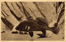 Aquarium Du Musée Océanographique De Monaco  - Série C. N°204bis - Corbeau De Mer (Corvina) - Photo Barba - Ozeanographisches Museum