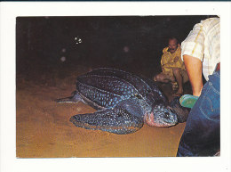 Tortue De Mer Sur La Plage - Faune De Guyane - Les Hattes / Turtle Animal  //  CP 8/826 - Schildpadden