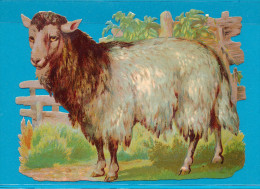 VICTORIAN SCRAP,  XL SHEEP, DECOUPIS  ANCIENS GAUFRE, XL MOUTON, EX Cond,  15 X 11 Cm - Animales