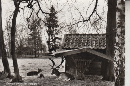 4432 GRONAU. Tierpark, 196.. - Gronau